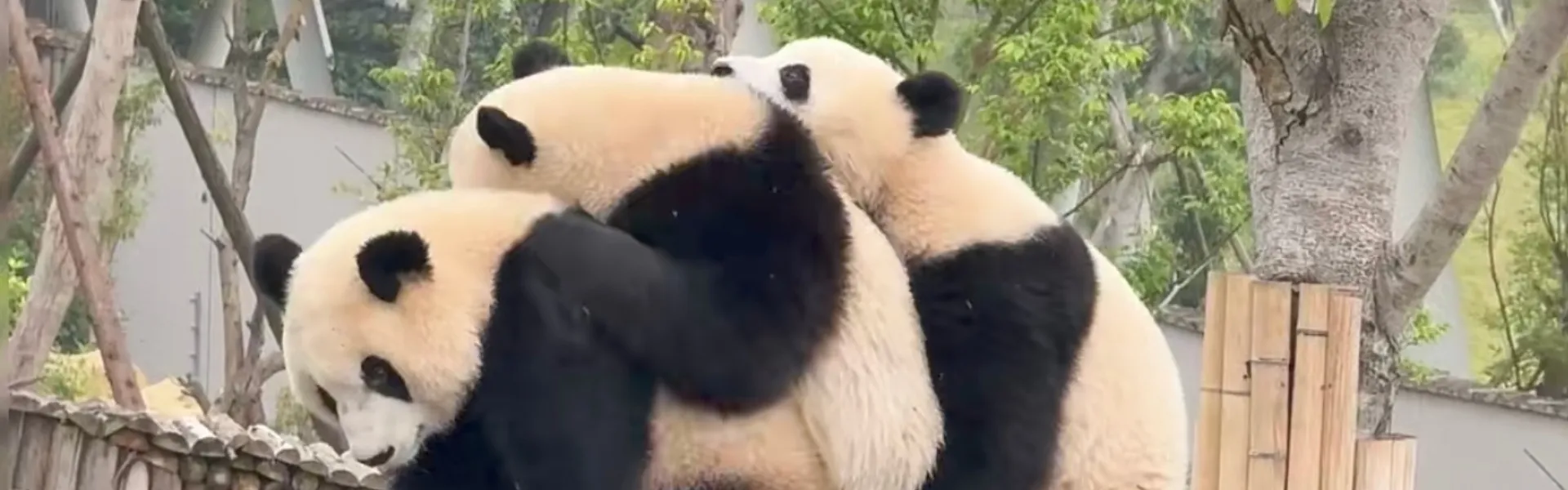 Chengdu Classic Tours