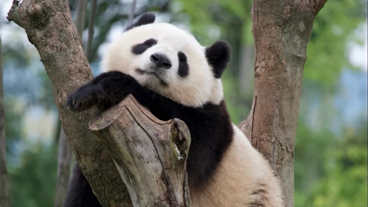Chengdu-Research-Base-of-Giant-Panda-Breeding.jpg Chengdu-Research-Base-of-Giant-Panda-Breeding.jpg
